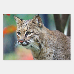 野生動物のボブキャット写真 ラッピングペーパーシート