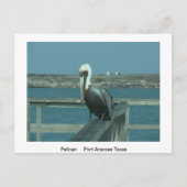 野生動物のポストカード ポストカード (正面)