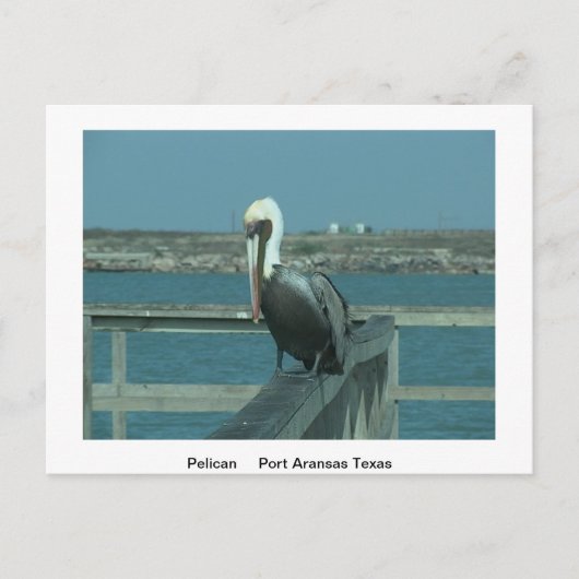 野生動物のポストカード ポストカード (正面)