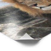野生動物のライオンの写真 フォトプリント (角)