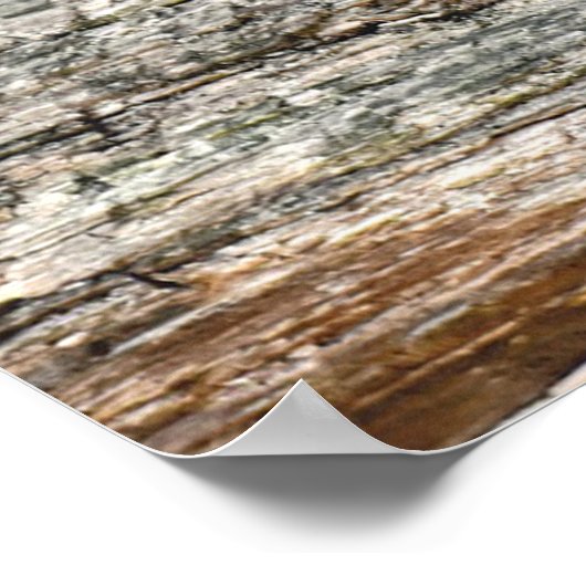 野生動物のラクーンのログ哺乳動物の写真 ポスター (角)