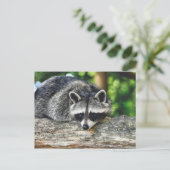 野生動物のラクーンのログ哺乳動物の写真 ポストカード (スタンド正面)