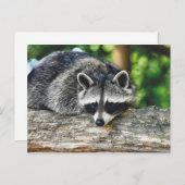 野生動物のラクーンのログ哺乳動物の写真 ポストカード (正面/裏面)