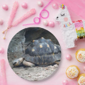 野生動物の亀の爬虫類写真 ペーパープレート (パーティー)