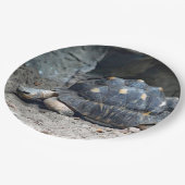 野生動物の亀の爬虫類写真 ペーパープレート (アングル)