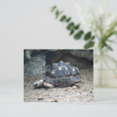 野生動物の亀の爬虫類写真 ポストカード (スタンド正面)