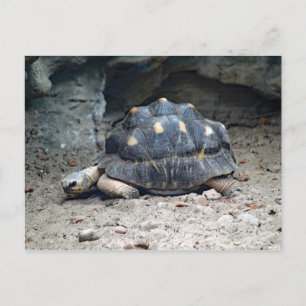 野生動物の亀の爬虫類写真 ポストカード