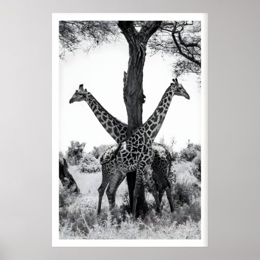 野生動物の写真プリント、黒のキリンと ポスター (正面)