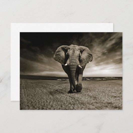 野生動物の牛の象の写真 ポストカード (正面/裏面)