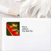 野生動物の赤い目のツリーカエルの写真 ラベル (インサイチュ)