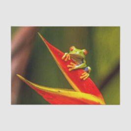 野生動物の赤い目のツリーカエルの写真 薄葉紙