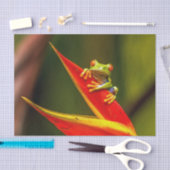 野生動物の赤い目のツリーカエルの写真 薄葉紙 (クラフト)