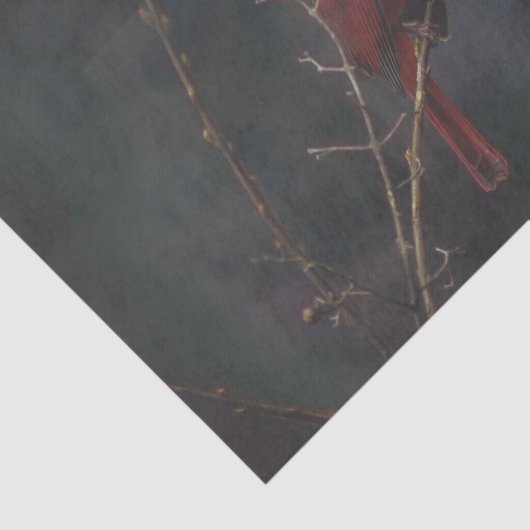 野生動物の赤い(鳥)ショウジョウコウカンチョウ写真 薄葉紙 (詳細)