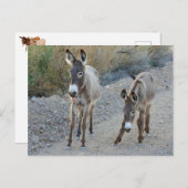 野生動物はがき、野生のバロ、ロバ ポストカード (正面/裏面)