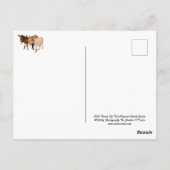 野生動物はがき、野生のバロ、ロバ ポストカード (裏面)