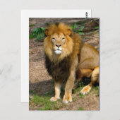 野生動物アフリカライオンの座っている写真 ポストカード (正面/裏面)
