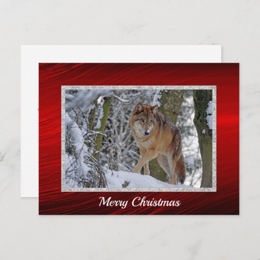 野生動物ウルフの雪写真クリスマス ポストカード (正面/裏面)