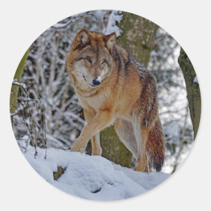 野生動物ウルフの雪写真 ラウンドシール