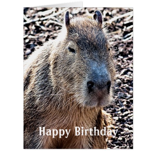 野生動物カピバラ (正面)