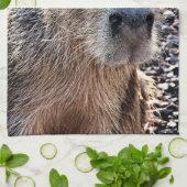野生動物カピバラ キッチンタオル (折り畳み)