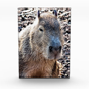 野生動物カピバラ フォトブロック