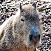 野生動物カピバラ ポストカード