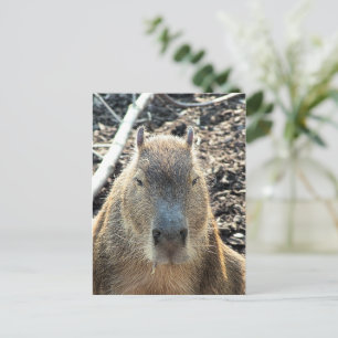 野生動物カピバラ ポストカード