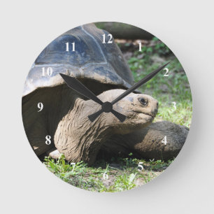 野生動物カメの写真 ラウンド壁時計