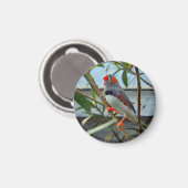 野生動物ゼブラフィンチの写真 マグネット (正面/裏面)