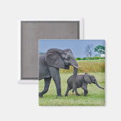 野生動物ゾウの子牛の写真 マグネット (正面/裏面)