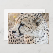 野生動物チータ顔 ポストカード (正面/裏面)