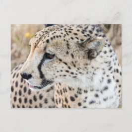 野生動物チータ顔 ポストカード