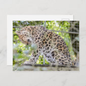 野生動物ヒョウのジャングル写真 ポストカード (正面/裏面)