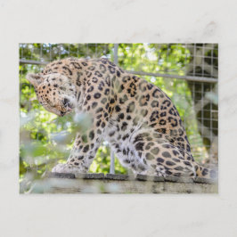野生動物ヒョウのジャングル写真 ポストカード
