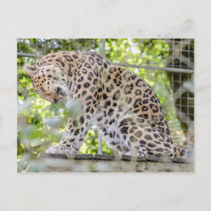 野生動物ヒョウのジャングル写真 ポストカード