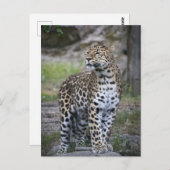 野生動物ヒョウ遠くを見つめ遠くにる ポストカード (正面/裏面)
