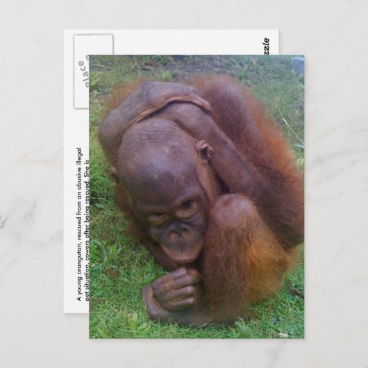 野生動物ペットの違法取引の被害者 ポストカード (正面/裏面)