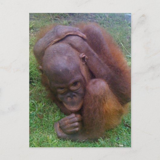 野生動物ペットの違法取引の被害者 ポストカード (正面)