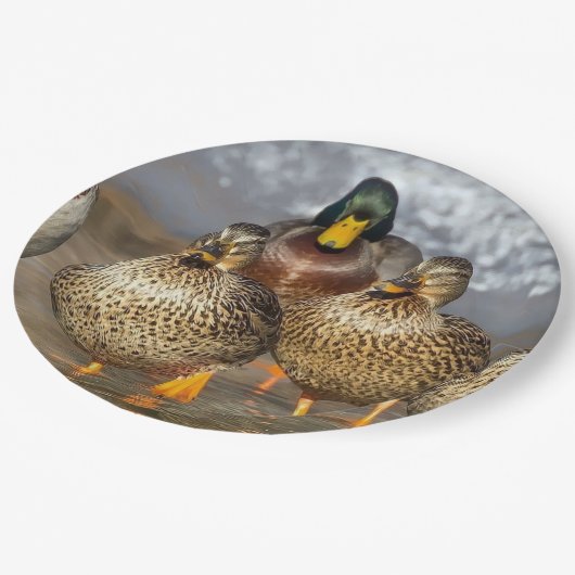 野生動物マラード・アヒルの写真 ペーパープレート (アングル)