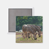 野生動物動物園のシマウマ マグネット (正面/裏面)