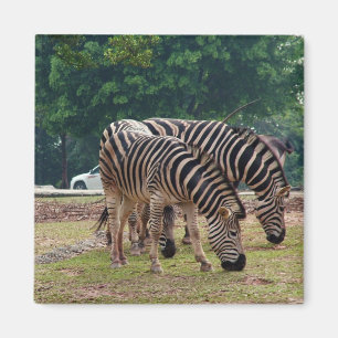 野生動物動物園のシマウマ マグネット