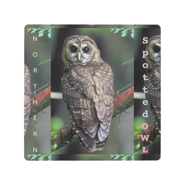 野生動物北の斑点フクロウ メタルプリント (正面)