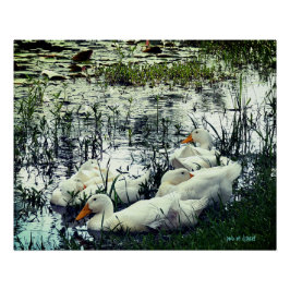 野生動物池アヒル動物 ポスター