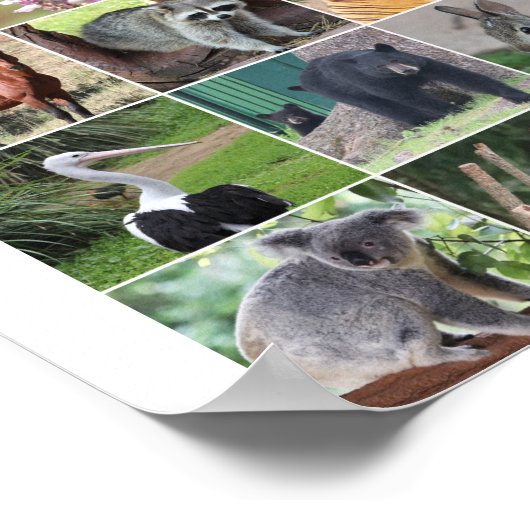 野生動物15匹の野生動物が描かれる ポスター (角)