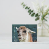 野生動物 – グアナコ 名刺 (スタンド正面)