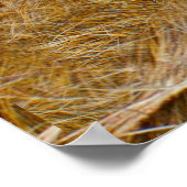 野生動物 – ライオンとライオン ポスター (角)