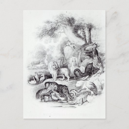 野生動物「地球の歴史」 ポストカード (正面)