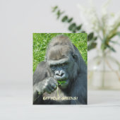 野生動物 – GORILLAS ポストカード (スタンド正面)