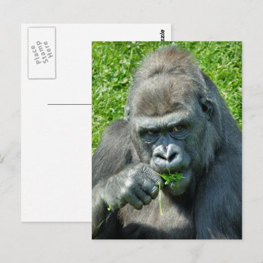 野生動物 – GORILLAS ポストカード (正面/裏面)