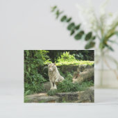 野生救の白い虎 ポストカード (スタンド正面)